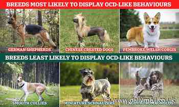 Dogs of first-time owners are 58% more likely to exhibit repetitive 'OCD' habits