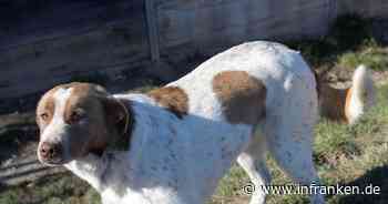Tierheim Bamberg: Hündin überlebt die Straße - doch hier wird sie kaum beachtet