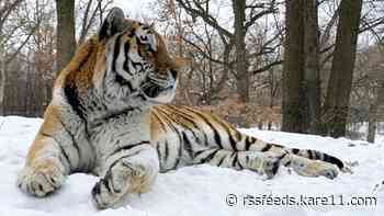 Minnesota Zoo mourns death of Amur tiger