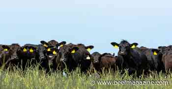 Synchronizing Estrous in natural cattle breeding programs