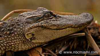 Driver Dies After Car Hits 11-Foot Alligator Near Tampa: Deputies