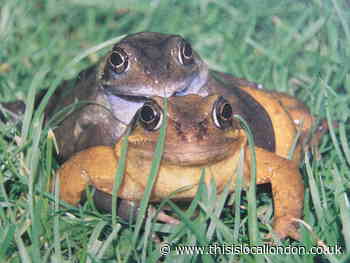 Nature Notes: It's mating season for frogs and toads