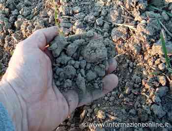«Seminiamo nella terra polverosa e l'erba è gialla»: gli effetti della siccità nei campi del Varesotto - InformazioneOnline.it