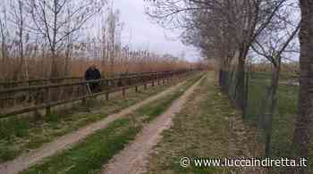 Massaciuccoli si prepara alla 'Cicloclassica Puccini': al via taglio erba e manutenzione - Luccaindiretta - LuccaInDiretta
