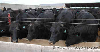 Dairy-beef numbers to reach a half million this year