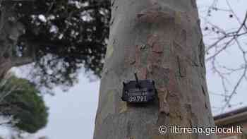 Rosignano, il censimento degli alberi per decidere come intervenire - Il Tirreno