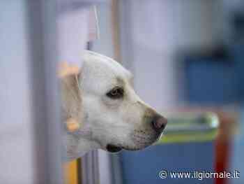 Cani e gatti randagi ucraini bloccati al confine: "Provvedimento solo italiano"