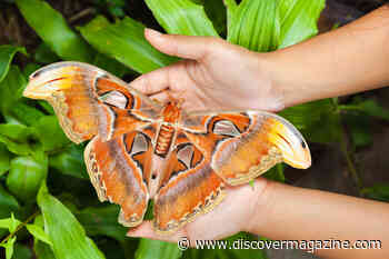 5 Of The World’s Largest Insects