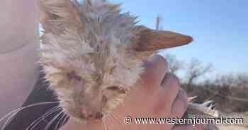 After Texas Tornado Levels Animal Shelter, Rescuers Find a Blind Cat Alive in the Rubble