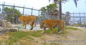 Unauthorized Employee Hospitalized After Allegedly Walking Into Tiger Enclosure at Animal Sanctuary