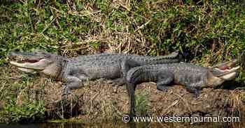 Man Watching Alligators in Louisiana Canal Hears Child in Water Scream for Help, Rushes to Save Him