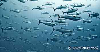 If Fish Could Cry, Would We Change Our Moral Framework?     - CNET
