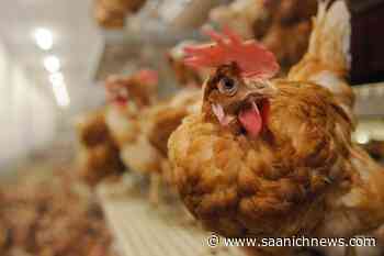Central Saanich council supports allowing chicken farmers to raise their prices – Saanich News - Saanich News