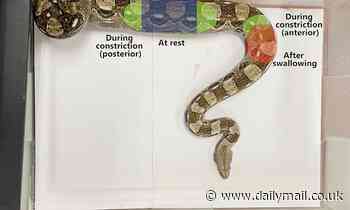 Boa constrictors move different sections of their rib cages independently to avoid suffocating