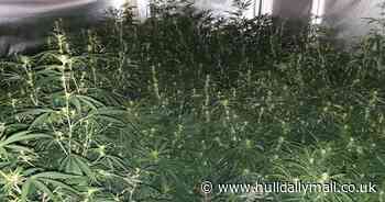 Police attend burglary but instead find huge Hull cannabis factory - Hull Live