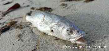 Peixes são encontrados mortos em Saubara; Inema apura causas - Metro 1