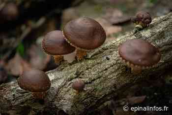 Docelles - Des shiitakés dans l'ancienne papeterie Lana - Epinal infos - Epinal Infos