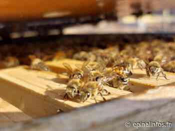 Apiculture : le réveil du rucher au printemps - Epinal infos - Epinal Infos