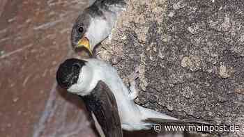 Ebern: Die ersten Mehlschwalben sind umgezogen - Main-Post