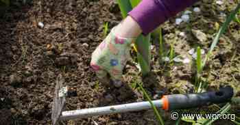 Physical therapy: Hand and wrist osteoarthritis | Wisconsin Public Radio - Wisconsin Public Radio