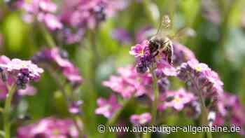 Aichach: Wettbewerb für Hobbygärtner: Naturnahe Gärten in Aichach gesucht | Aichacher Nachrichten - Augsburger Allgemeine