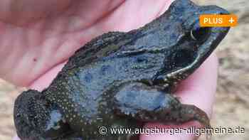 Lesetipp: Frühlingsgefühle der Frösche fordern Naturschützer im Wittelsbacher Land | Friedberger Allgemeine - Augsburger Allgemeine