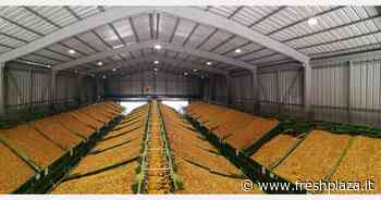 "Il Cile sta facendo costanti progressi sul mercato delle noci sgusciate meccanicamente" - Freshplaza.it