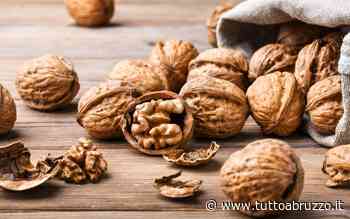 Ecco svelato il segreto per combattere la spossatezza: riguarda le noci! - TuttoAbruzzo.it