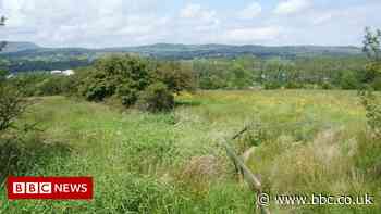 Gib Hill: 40 acres between Nelson and Colne could become nature reserve - BBC