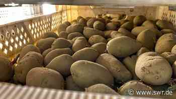 Erste Frühkartoffeln in Lauffen unter die Erde gebracht - SWR Aktuell