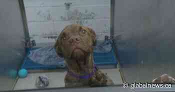 Saskatoon SPCA animal protection void filled in Saskatchewan 2022-23 budget