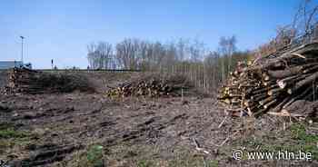 Stad belooft compensatie voor gerooide bomen aan kruispunt Mechelse Poort - Het Laatste Nieuws