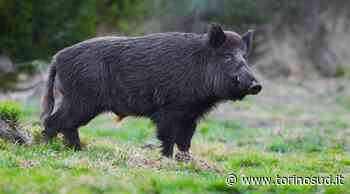 MONCALIERI - Investe un cinghiale in strada Revigliasco: continua l'allarme ungulati - TorinoSud
