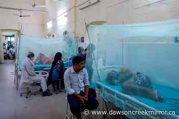 Mosquito net with new insecticide reduces malaria cases in Africa: study - Dawson Creek Mirror