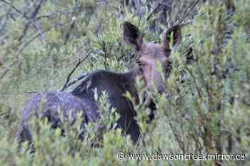 Proposed changes to moose hunt not being welcomed - Dawson Creek Mirror