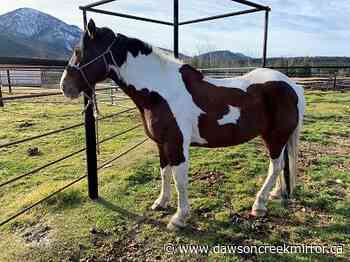 Have you seen Trigger and Two Socks? - Dawson Creek Mirror