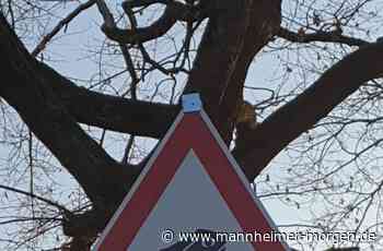 Helfer sammeln in Hüttenfeld bis zu 100 Kröten pro Abend ein - Lampertheim - Nachrichten und Informationen - Mannheimer Morgen