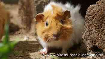 Meitingen: Wer hat das süßeste Meerschweinchen im Land? Ausstellung in Meitingen | Augsburger Allgemeine - Augsburger Allgemeine