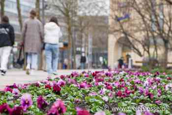 Chemnitz blüht auf - freiepresse.de