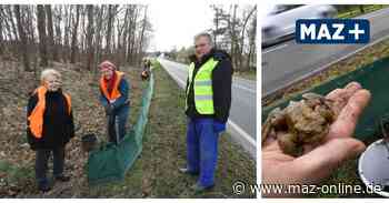 Naturerlebnis in Bad Belzig: Auf der Suche nach dem Froschkönig am Krötenzaun - Märkische Allgemeine Zeitung