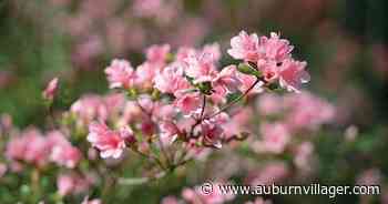 Auburn Floral Trail runs through April 15 | News | auburnvillager.com - Auburn Villager