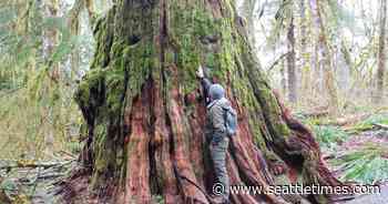 Experience Moss Madness on the Oxbow Loop Trail along the Middle Fork Snoqualmie River - The Seattle Times