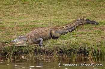Florida driver dies after crashing his car into an 11-foot alligator on the road