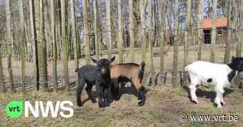 Lente brengt nieuw leven in Tivolipark Mechelen: "Al 10 lammetjes geboren" - VRT NWS