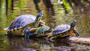 Colonial National Historical Park to close Island Drive periodically for turtle migrations