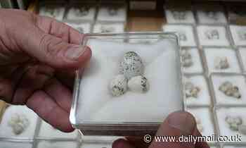 Birds are laying their eggs FOUR WEEKS earlier than a century ago - and climate change is to blame 