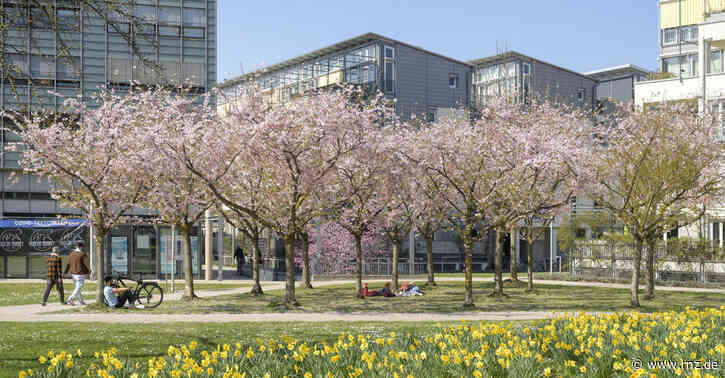Kirschblütenfest:  Hanami in Heidelberg