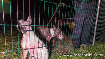 Gerüchteküche brodelt: Gehören Kampfhunde einem „Hells Angel“?