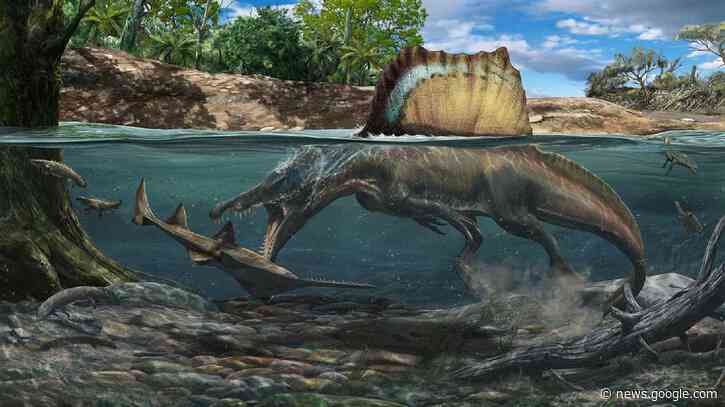 A dinosaur bigger than T. rex swam and hunted its prey underwater - KSL.com
