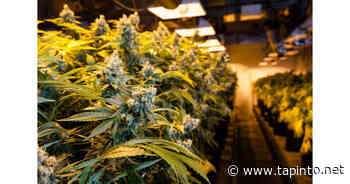 Jersey City Planning Board Set to Consider a Dozen Applications For Retail Marijuana Businesses - TAPinto.net